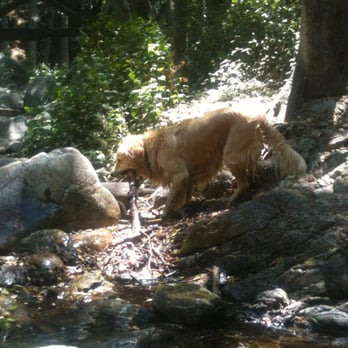 Sturtevant Falls - Yeah my dog loves it here. Plenty of sticks to chew and creek to run thru... ahh a dog's life indeed! - Hiking Near Me Sturtevant Falls - Yeah my dog loves it here. Plenty of sticks to chew and creek to run thru... ahh a dog's life indeed! - Hiking Near Me