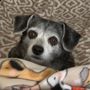 Photo of Rustic Acres Pet Lodge