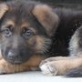 Photo of Tye German Shepherds