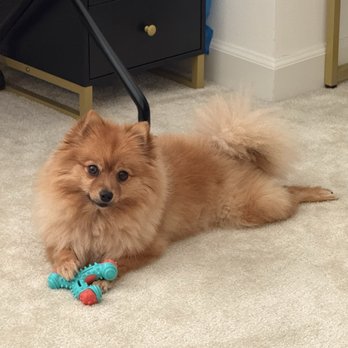 Ironmaya Pet Grooming - Pet Groomers Near Me - Diamond Bar, California