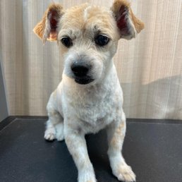 Freshly groomed