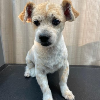 Parker's Doghouse - Freshly groomed - Pet Groomers Near Me - New York, New York