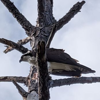 Tide Views Preserve - Was a nice day to hang with Osprey - Parks Near Me - Atlantic Beach, Florida