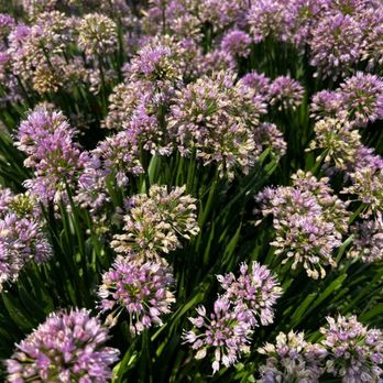 Waterfront Botanical Gardens - Ornamental onion - Botanical Gardens Near Me - Louisville, Kentucky