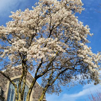Westminster Presbyterian - Churches Near Me - Portland, Oregon Westminster Presbyterian - Churches Near Me - Portland, Oregon