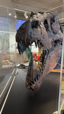 Patricia and Phillip Frost Art Museum by null