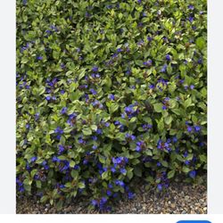 San Souci Mobile Estates - Flowers