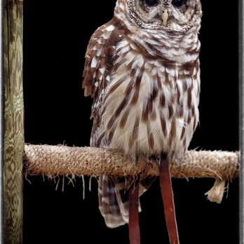 Rocky Gap State Park - A picture I took at the Rocky Gap Aviary. Discovered the owls are far more cooperative as models than the hawks and eagles are. - Parks Near Me - Flintstone, Maryland Rocky Gap State Park - A picture I took at the Rocky Gap Aviary. Discovered the owls are far more cooperative as models than the hawks and eagles are. - Parks Near Me - Flintstone, Maryland