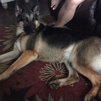 Pet Scene Bath and Boutique - Also after bath and deshedding - Pet Groomers Near Me - Yucaipa, California
