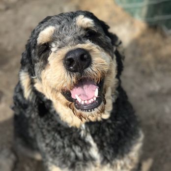 Savvy Berndoodles & Bernouviers - Pet Breeders Near Me Savvy Berndoodles & Bernouviers - Pet Breeders Near Me