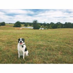 Shelby Farms Dog Park - My dog feeling at home in The Outback