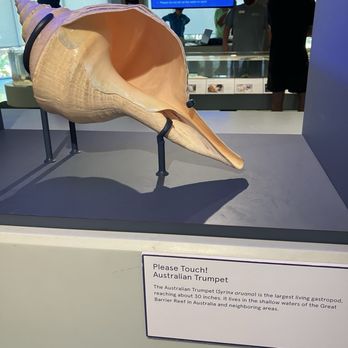 The Bailey-Matthews Shell Museum - The largest gadtropod -- and you can touch it! - Museums Near Me - Sanibel, Florida