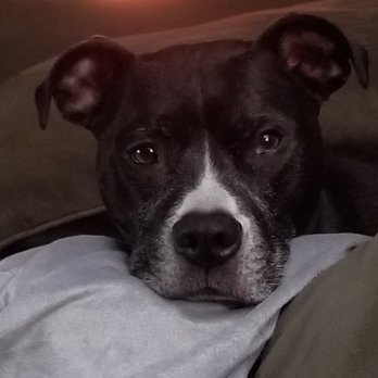 American Pets Inn - The dog ready to head to day care - Pet Sitting Near Me - Saint Clair Shores, Michigan