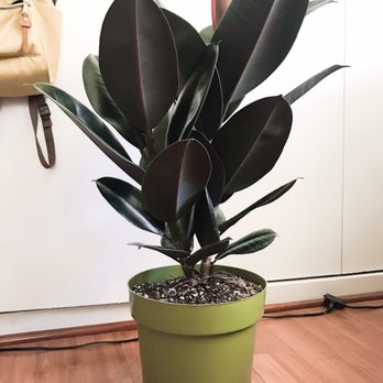 Rainbow - Our new Rubber Plant - Nurseries & Gardening Near Me - Rosemead, California Rainbow - Our new Rubber Plant - Nurseries & Gardening Near Me - Rosemead, California
