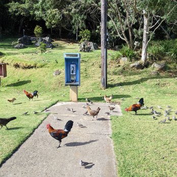 Koke'e State Park - Yes the phone works and the chickens cluck - Parks Near Me