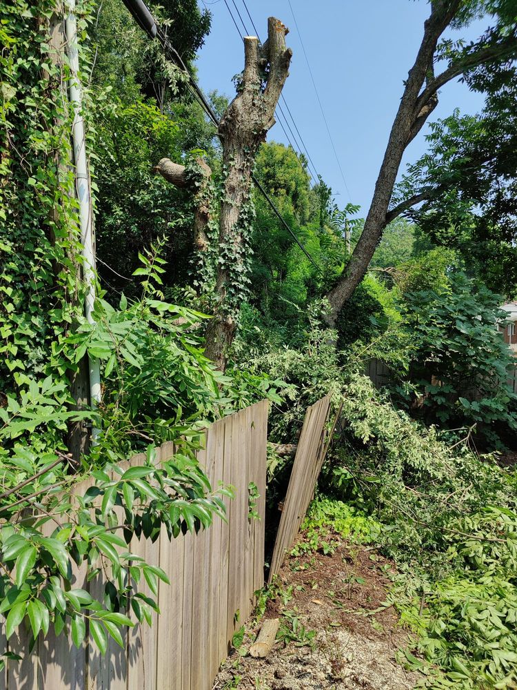 ASPLUNDH TREE EXPERT Updated October 2024 19 Reviews Charlotte