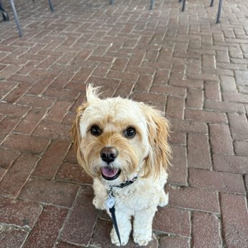 Green Growler - Bring your dog to the patio - Beer Bar Near Me - Denison, Texas