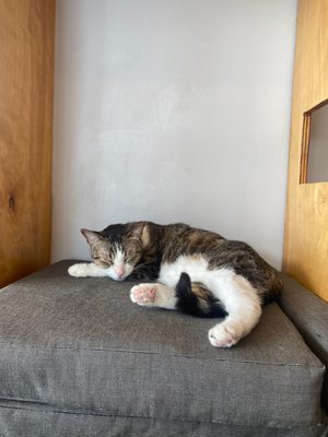 Mauhaus Cat Cafe by null