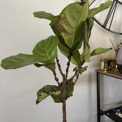 Bloomscape - The bare tree