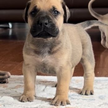 Earthquake Kennels - Pet Breeders Near Me