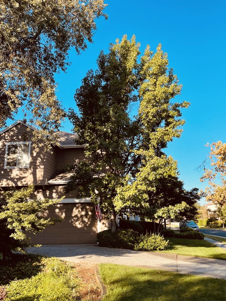 PAUL THE TREE CLIMBER Updated September 2024 34 Photos & 32 Reviews