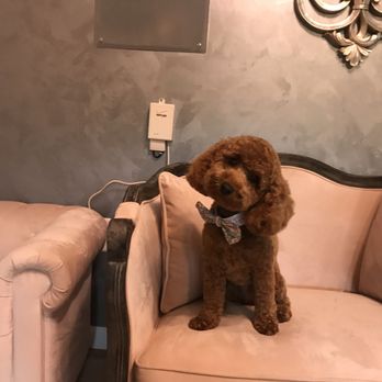 Star Dog Salon - #stardogsalon #petgrooming#lovelydogs - Pet Groomers Near Me - Gainesville, Virginia Star Dog Salon - #stardogsalon #petgrooming#lovelydogs - Pet Groomers Near Me - Gainesville, Virginia