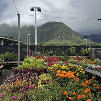 Koolau Farmers - Home & Garden Near Me - Kaneohe, Hawaii Koolau Farmers - Home & Garden Near Me - Kaneohe, Hawaii