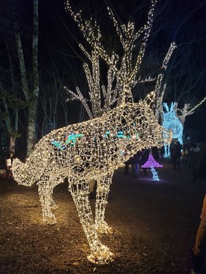 Aurora Winter Festival by null