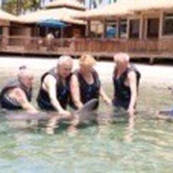 Dolphin Quest - Tours Near Me - Waikoloa, Hawaii Dolphin Quest - Tours Near Me - Waikoloa, Hawaii