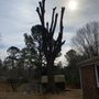 Photo of Cheap Jimm Tree Services