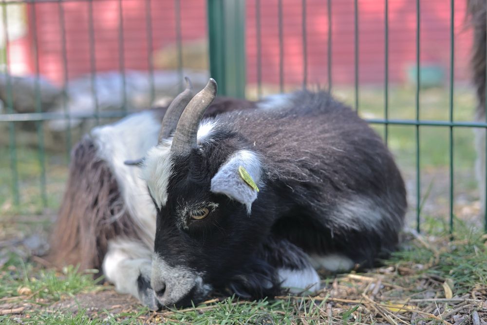 De gamles by - Byoasen