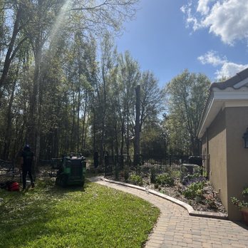 Alltimate Tree Care - Massive oak at the side of the house is GONE! Yay! - Tree Services Near Me - DeLand, Florida Alltimate Tree Care - Massive oak at the side of the house is GONE! Yay! - Tree Services Near Me - DeLand, Florida