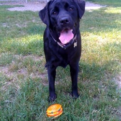 BARC Akron Dog Park - Shadow found a cheeseburger toy at Akron Dog Park.