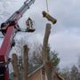 Photo of Shark Tree Service