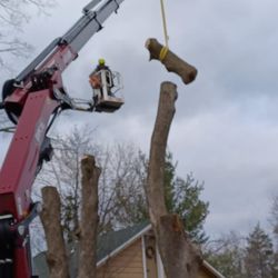Shark Tree Service
