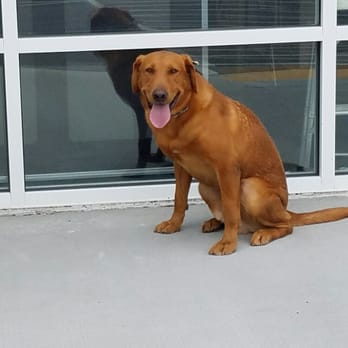 Southern Pine Kennels - Jase at Petsense Waycross - Pet Training Near Me - Blackshear, Georgia Southern Pine Kennels - Jase at Petsense Waycross - Pet Training Near Me - Blackshear, Georgia