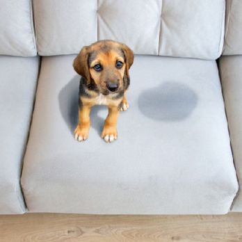 CTG Carpet-Tile-Grout Cleaning - Specializing in pet urine decontamination even on upholstery. - Carpet Cleaning Near Me CTG Carpet-Tile-Grout Cleaning - Specializing in pet urine decontamination even on upholstery. - Carpet Cleaning Near Me
