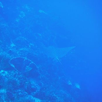 Dive House - Spotted eagle ray - Dive Shops Near Me - Cozumel, ROO