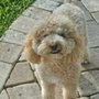 Photo of Premiere Animal Care
