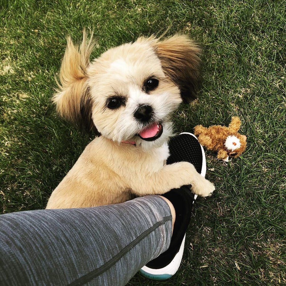 TOP DOG GROOMING 18 Photos & 47 Reviews 714 E Brown Rd, Mesa, AZ