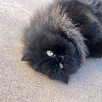 Cottage Animal Hospital - My kitty!! - Veterinarians Near Me - Oxnard, California