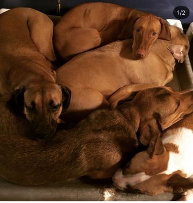 D is for Doggy - Daycare & Grooming by null