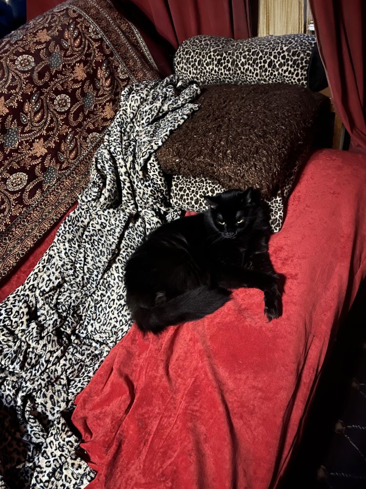 COTTON CLOUD NATURAL BEDS & FURNITURE Updated August 2024 43 Photos