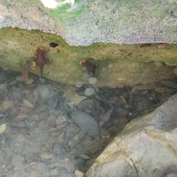 Black Star Canyon Trail - Newts - Hiking Near Me - Orange, California Black Star Canyon Trail - Newts - Hiking Near Me - Orange, California