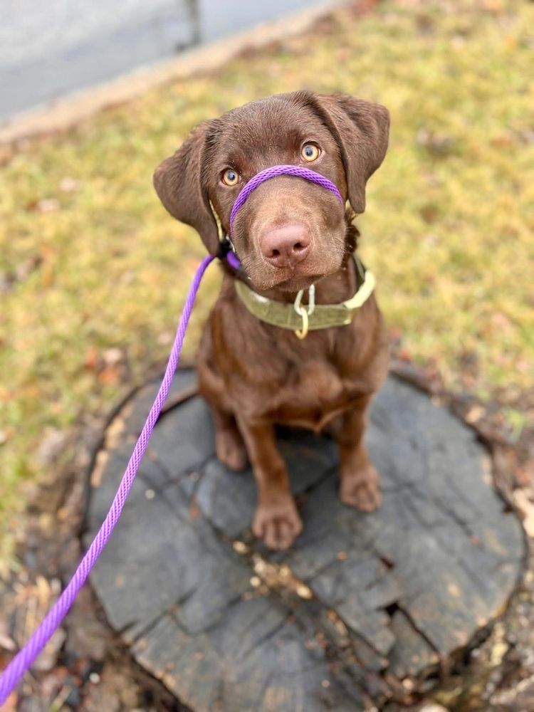 The Dog Wizard - pet boarding facility in College Park, MD