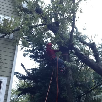 G&V Tree Service - Tree Services Near Me - Springfield, Virginia