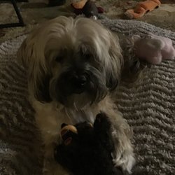 Naturally Healthy Pet - Baxter loves his new toy, Angry Bear. It's a VIP toy, tough enough for power chewers