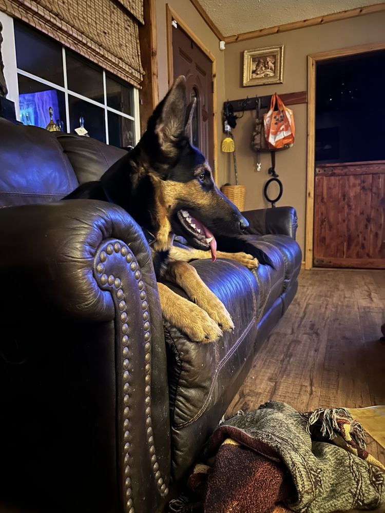 SAFE HAVEN GROOMING & BOARDING Updated August 2024 27 Photos