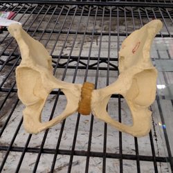 Goodwill of Central Arizona - You find some interesting things on half price Saturdays. (If you ever need a replacement hip check here)