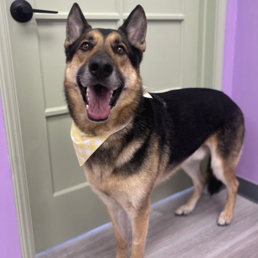 Pawssentials - My handsome boy looking fly with his neck bandana for Easter!! Thanks Pawssentials! - Pet Groomers Near Me - Milpitas, California Pawssentials - My handsome boy looking fly with his neck bandana for Easter!! Thanks Pawssentials! - Pet Groomers Near Me - Milpitas, California
